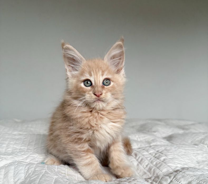 Kremowy kocurek Maine Coon