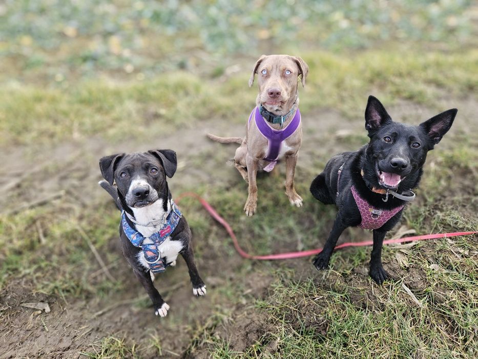 Merry mix ttb szuka domu