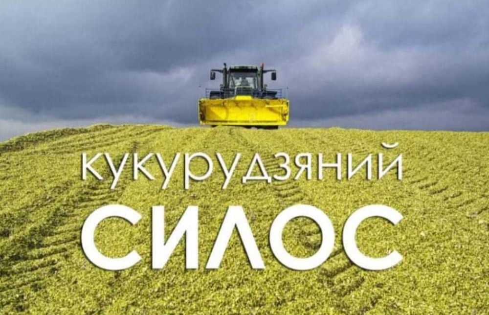 Силос кукурудзяний