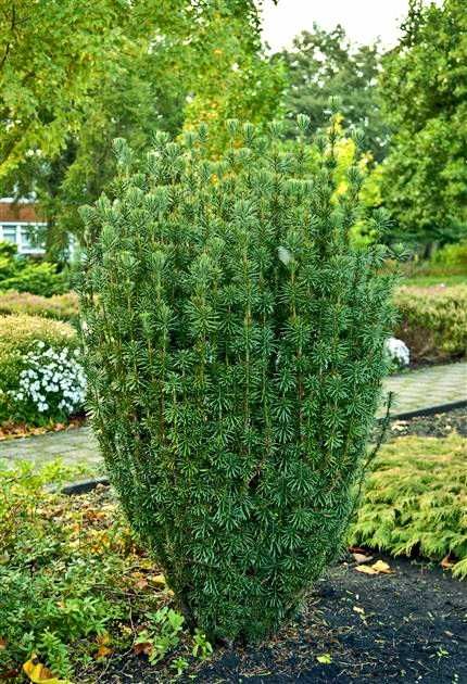 Głowocis japoński "Fastigiata" egzotyczne, unikatowe drzewko, okazy XL