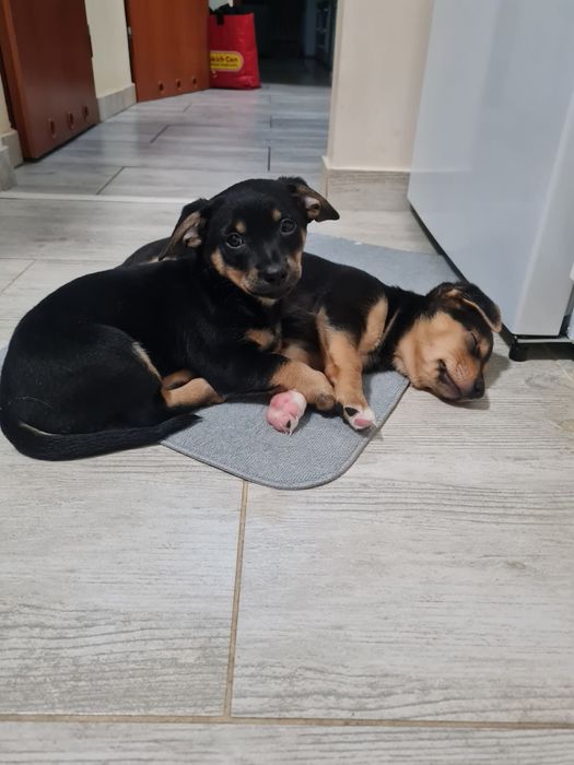 Pieski oddam za darmo w dobre ręce piesek szczenięta