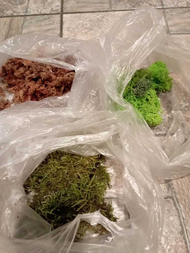 Duży zestaw roalin do terarrium vivarium itp.