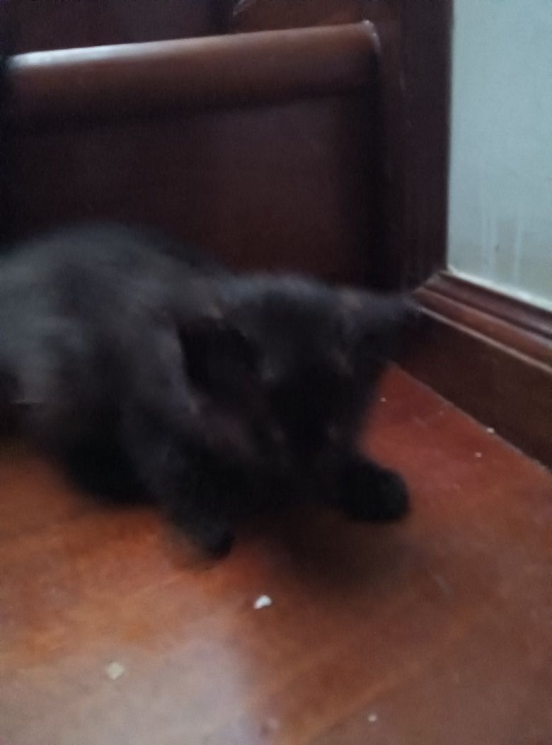 3 meses Gatinhos para oferecer bem estimados bonitos