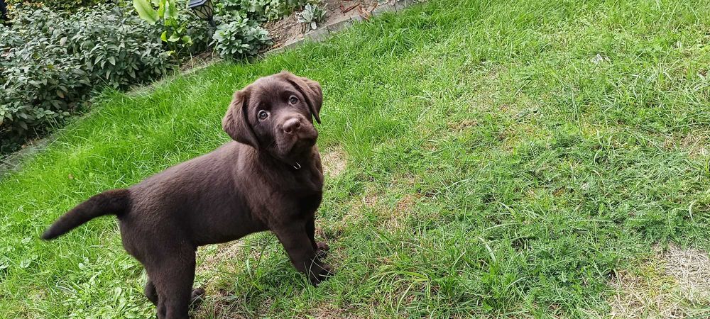Labrador Retriever Czekoladowa suczka Zkwp/FCI