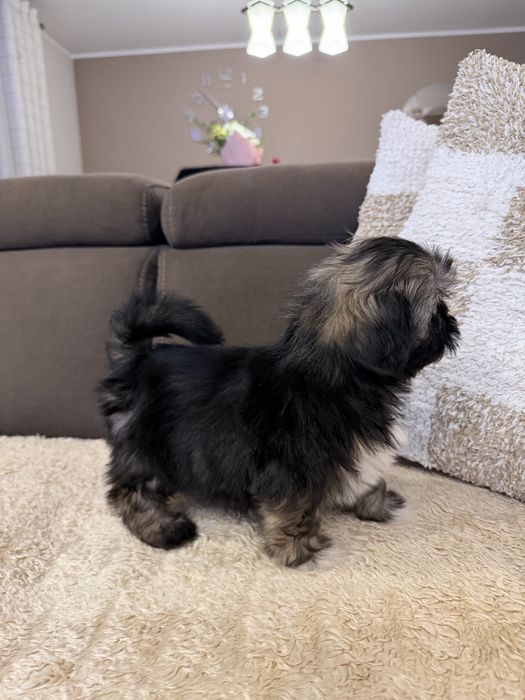 Śliczna Suczka Shih Tzu Gotowa Do Odbioru