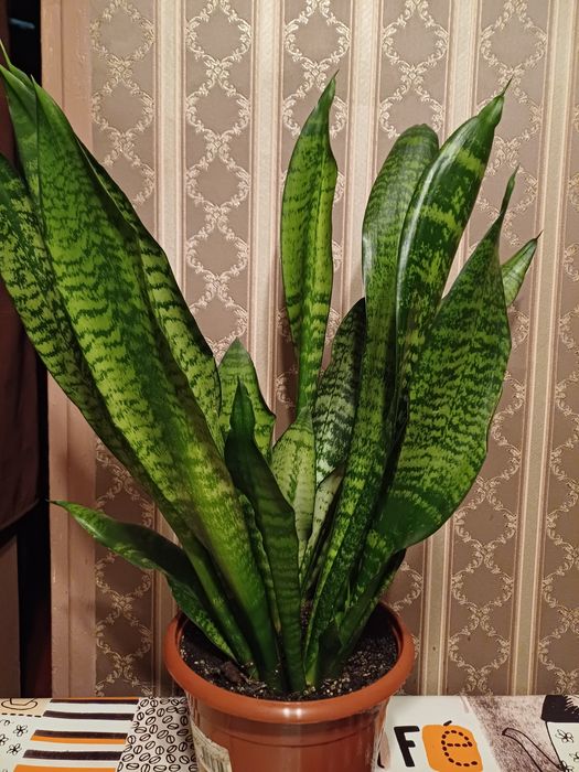Сансевієрія квітка кімнатна