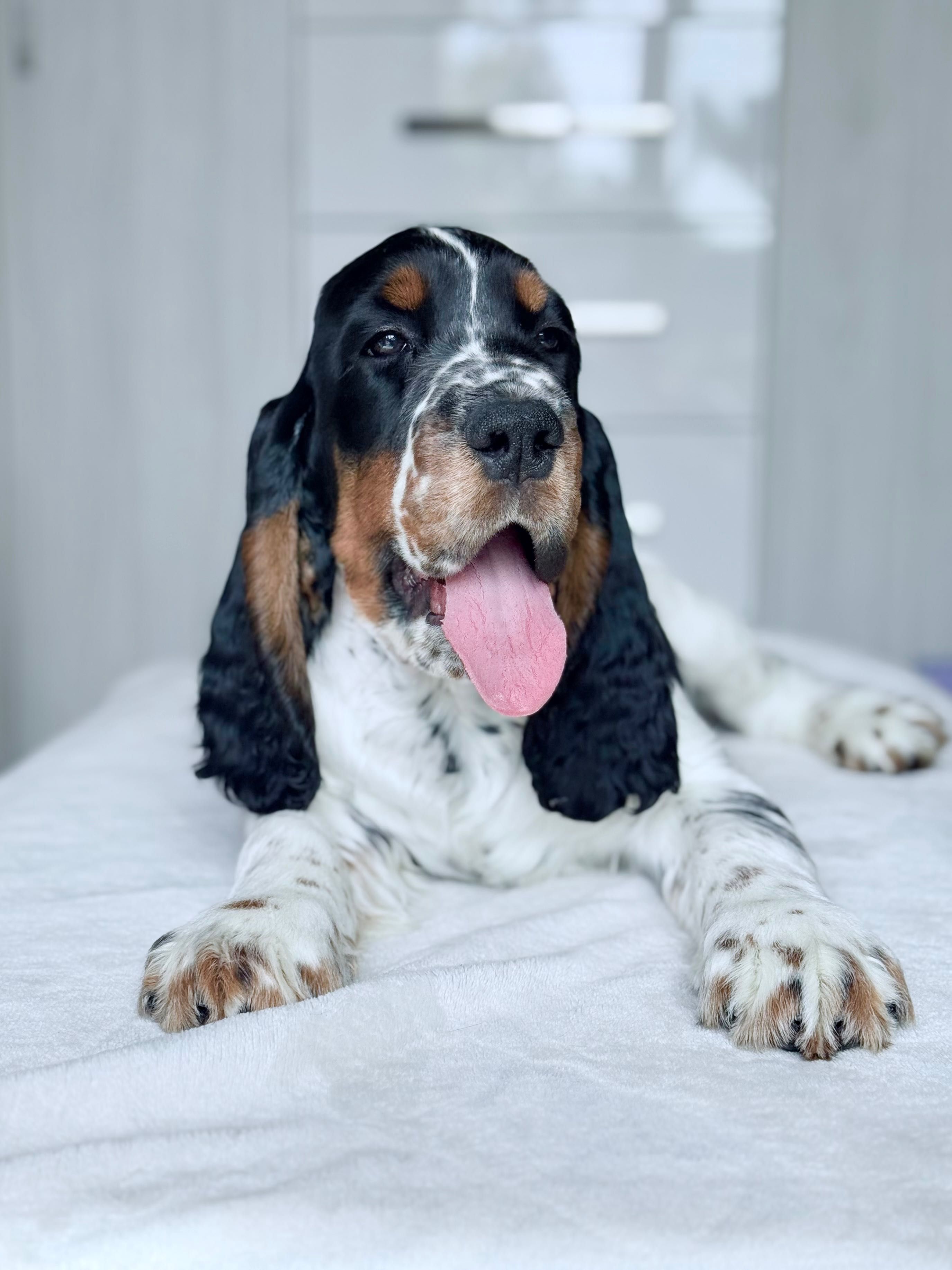 Springer Spaniel Angielski ZKwP FCI