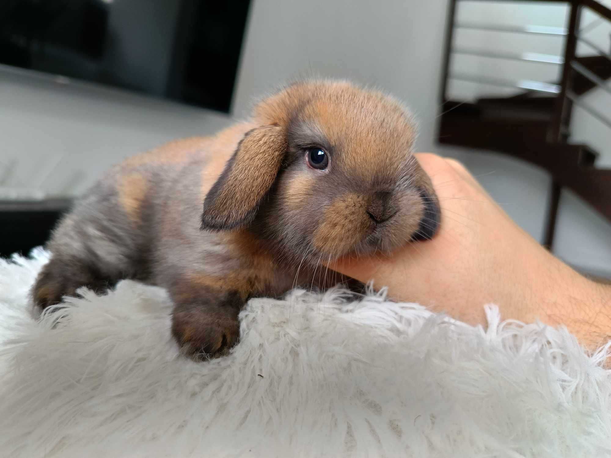 Mini lop karzełek Teddy hodowla zarejestrowana