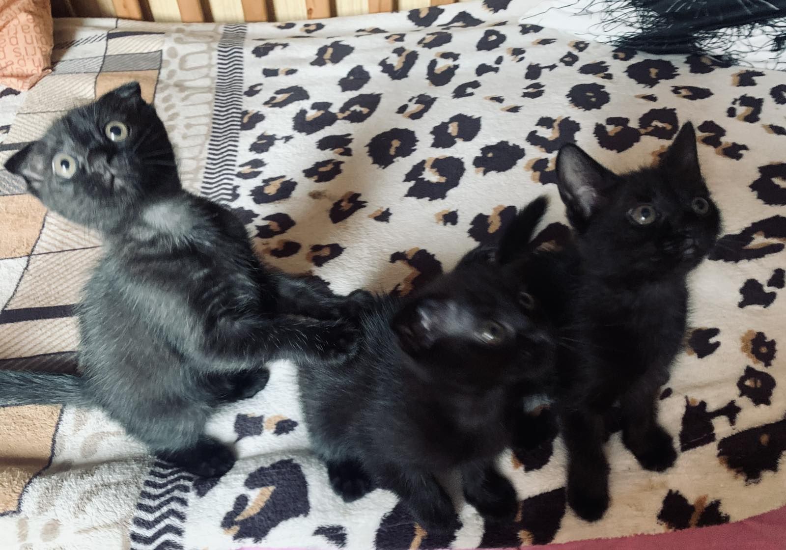 Віддам у добрі руки кошенят