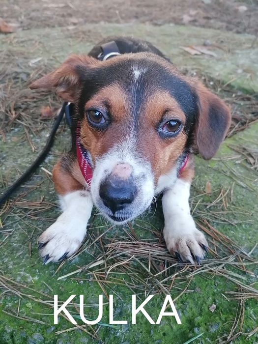 KULKA malutka młoda suczka poleca się do adopcji