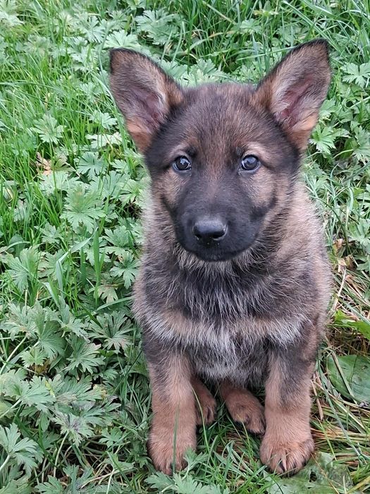 Owczarek niemiecki krótkowłosy piesek