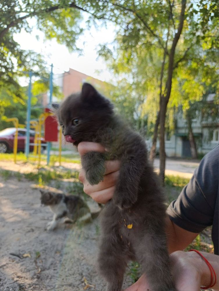 Кошенята шукають дім