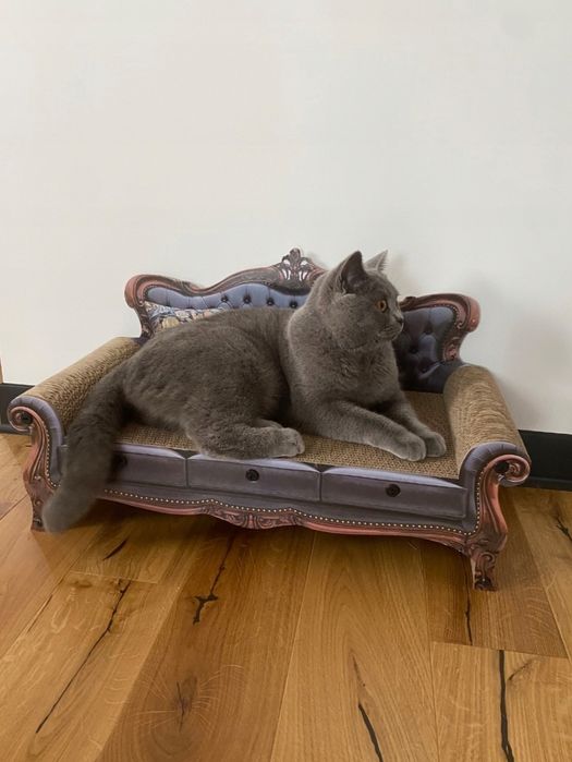 Sofa Drapak Kartonowy Tekturowy Legowisko Dla Kota