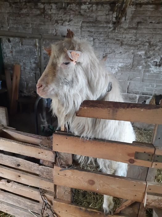 Kozioł saaneński sprzedam lub zamienię