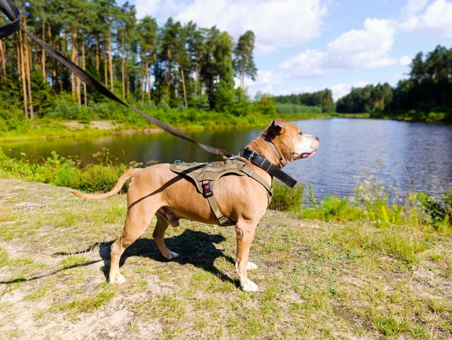 Amstaff Tytan wciąż bez domu