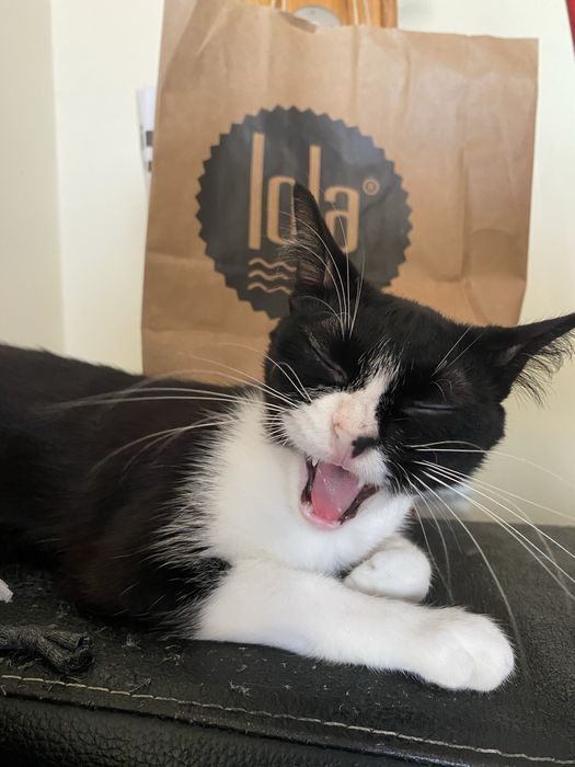 Gatos para adoção