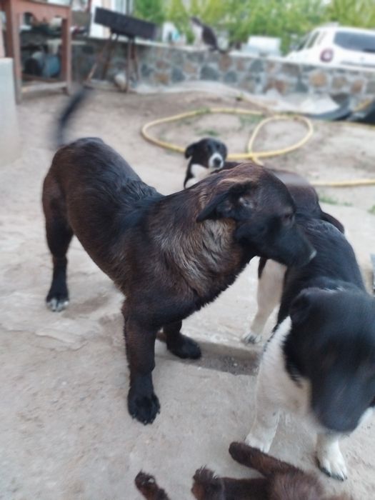 Віддам в добрі руки собачок