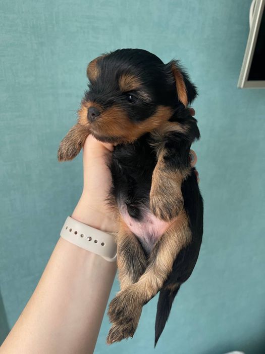 Бронювання останьгого хлопчика йоркширського тойтерєра