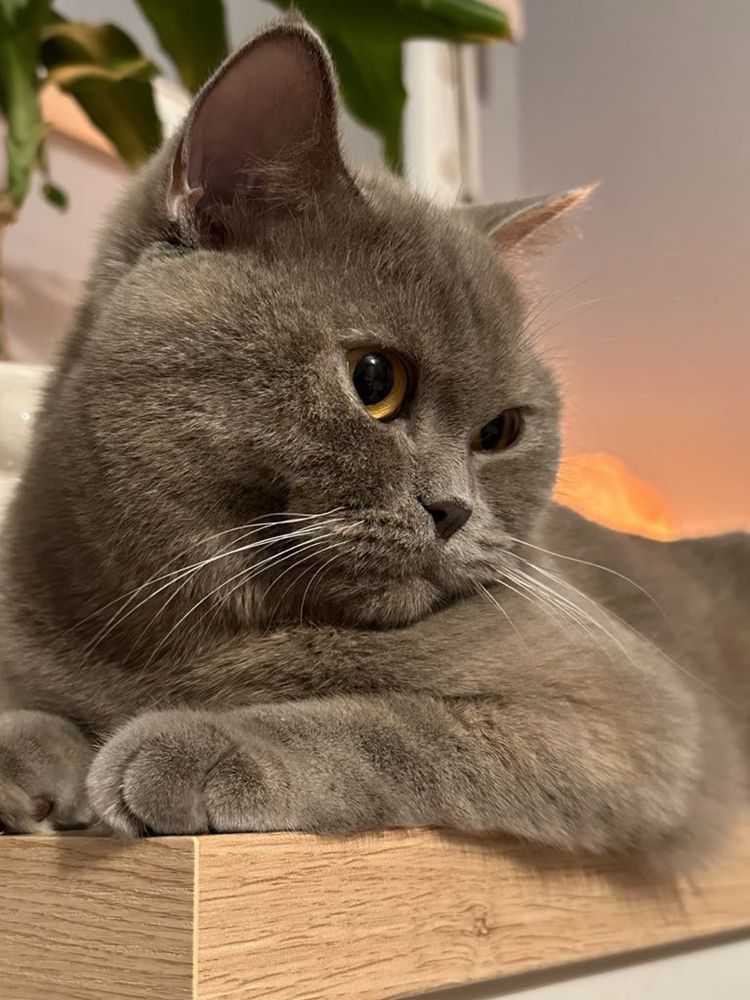 Kotka brytyjska płatna adopcja
