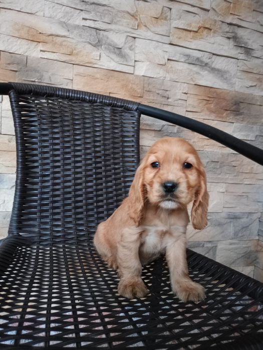 Cocker spaniel angielski piesek