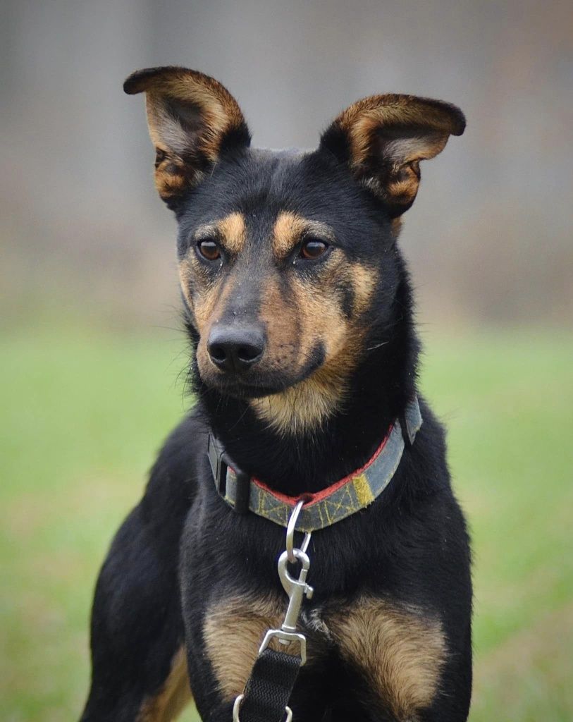 Młody przytulaśny Smyk do adopcji