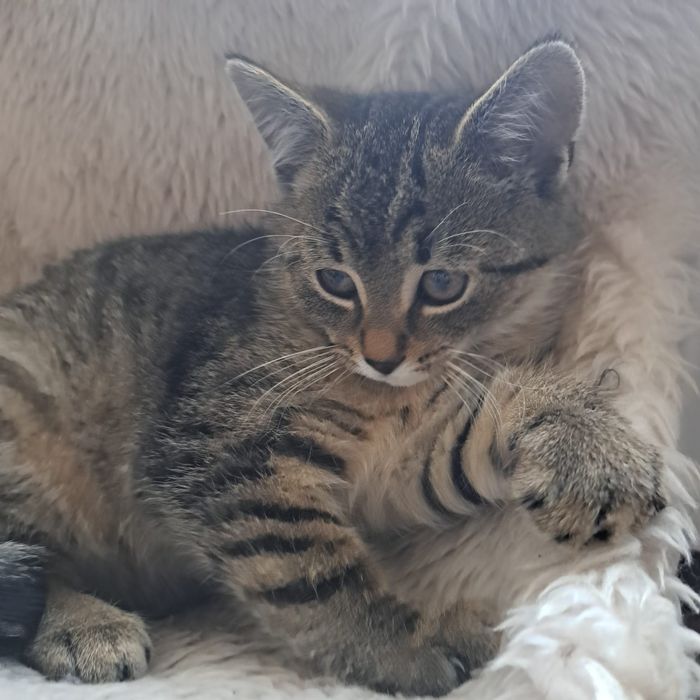 Belzebubek dwa i pół miesiąca