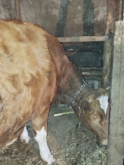 Продається тільна телиця