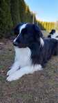Piekny reproduktor  border collie Yoda Vanilla Heaven FCI ZKwP