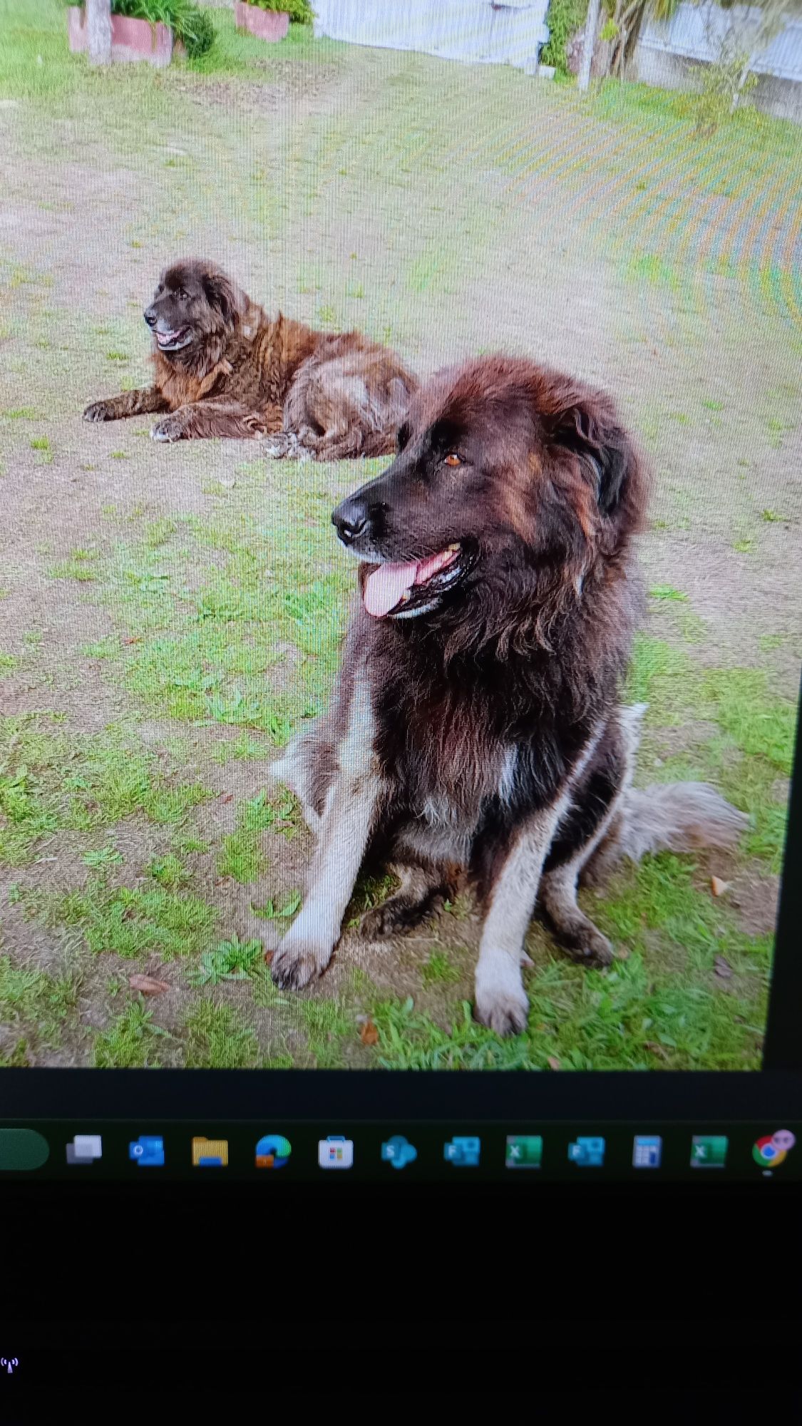 Doação casal cães Serra da Estrela