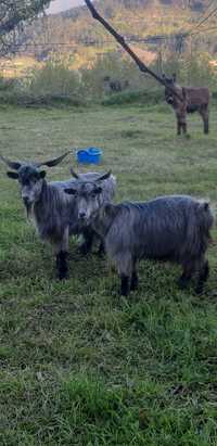 Vende-se casal de cabras serranas novas cabra prenha