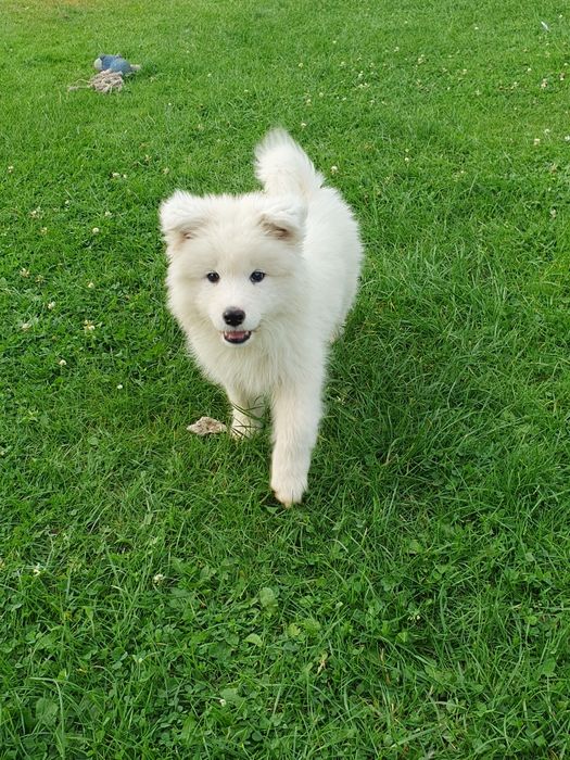 Samojed Samojed szczenie suczka