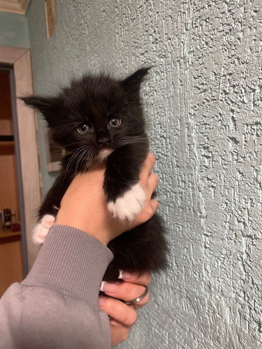 Кошенята мейн кун,дівчатка