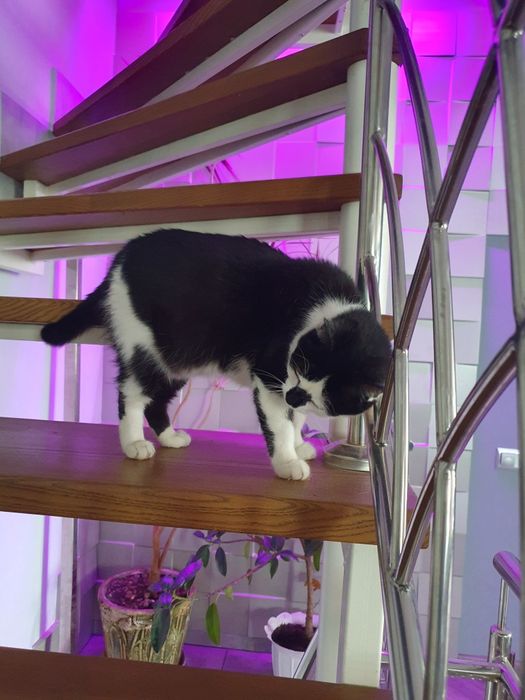 Передам кішку в добрі руки