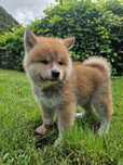 Akita Inu Czerwony piesek