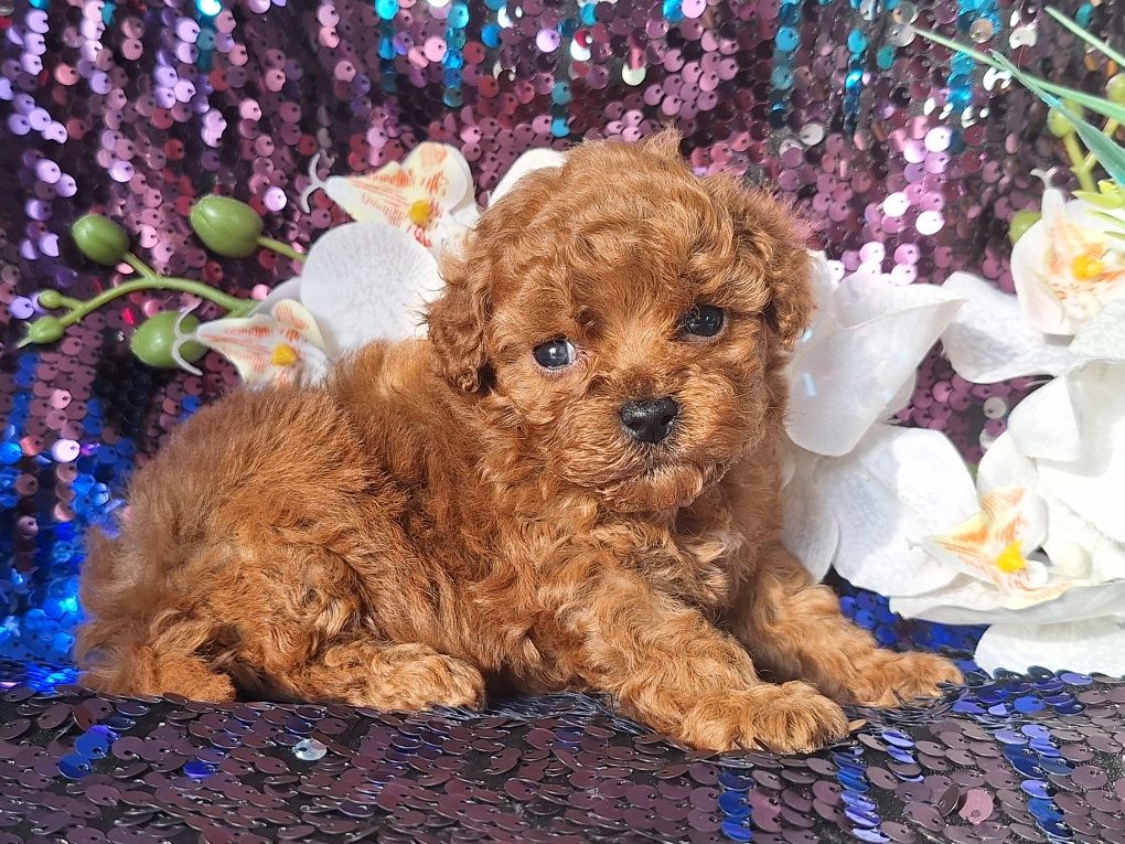 Maltipoo piesek maleńki z certyfikatem