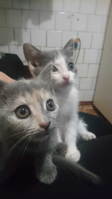 Віддам котят безкоштовно