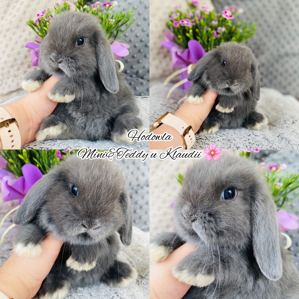 Króliki rasowe: mini lop i karzełek teddy / królik miniaturka