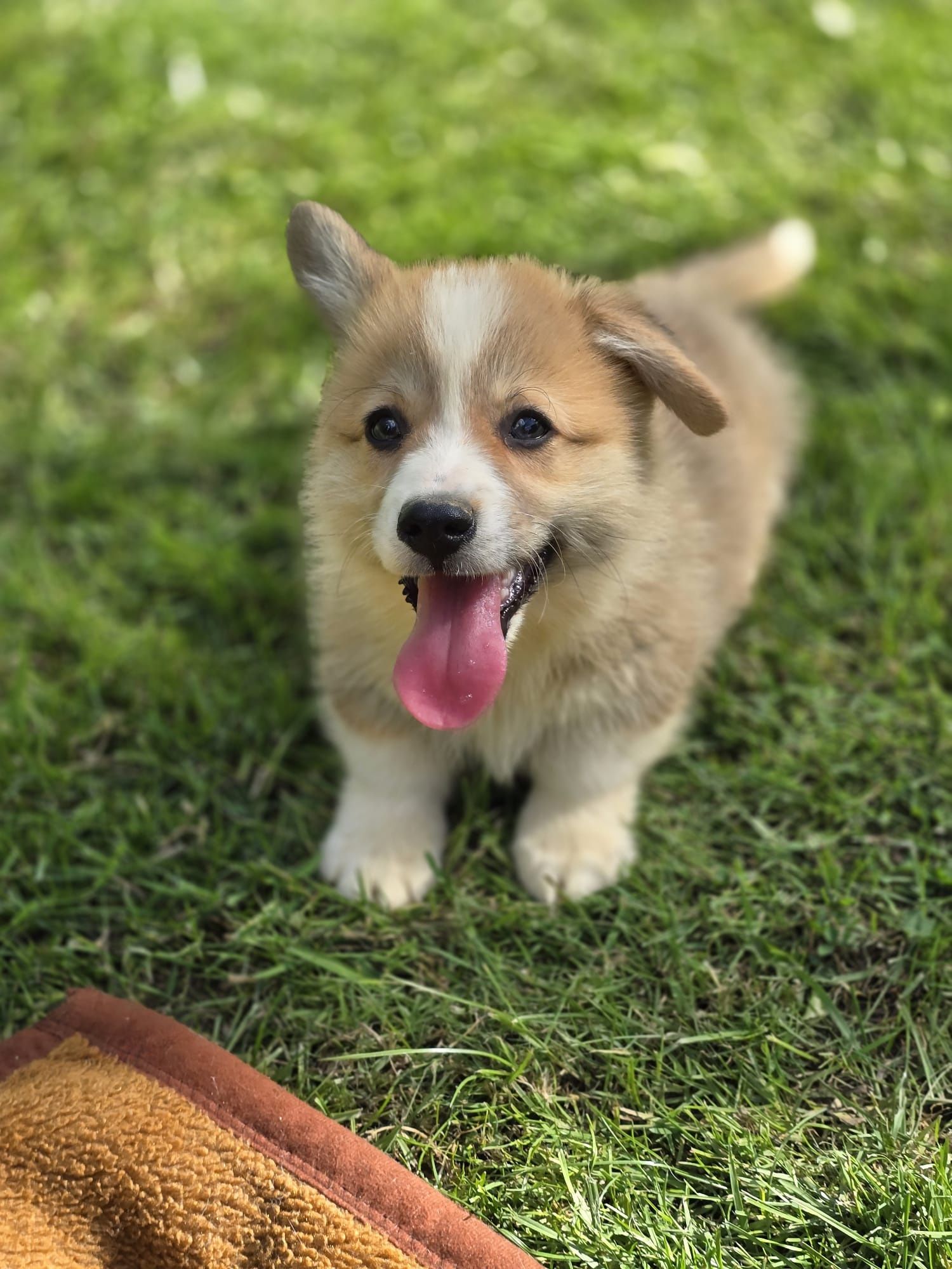 WELSH CORGI Pembroke piesek szczeniak do odbioru