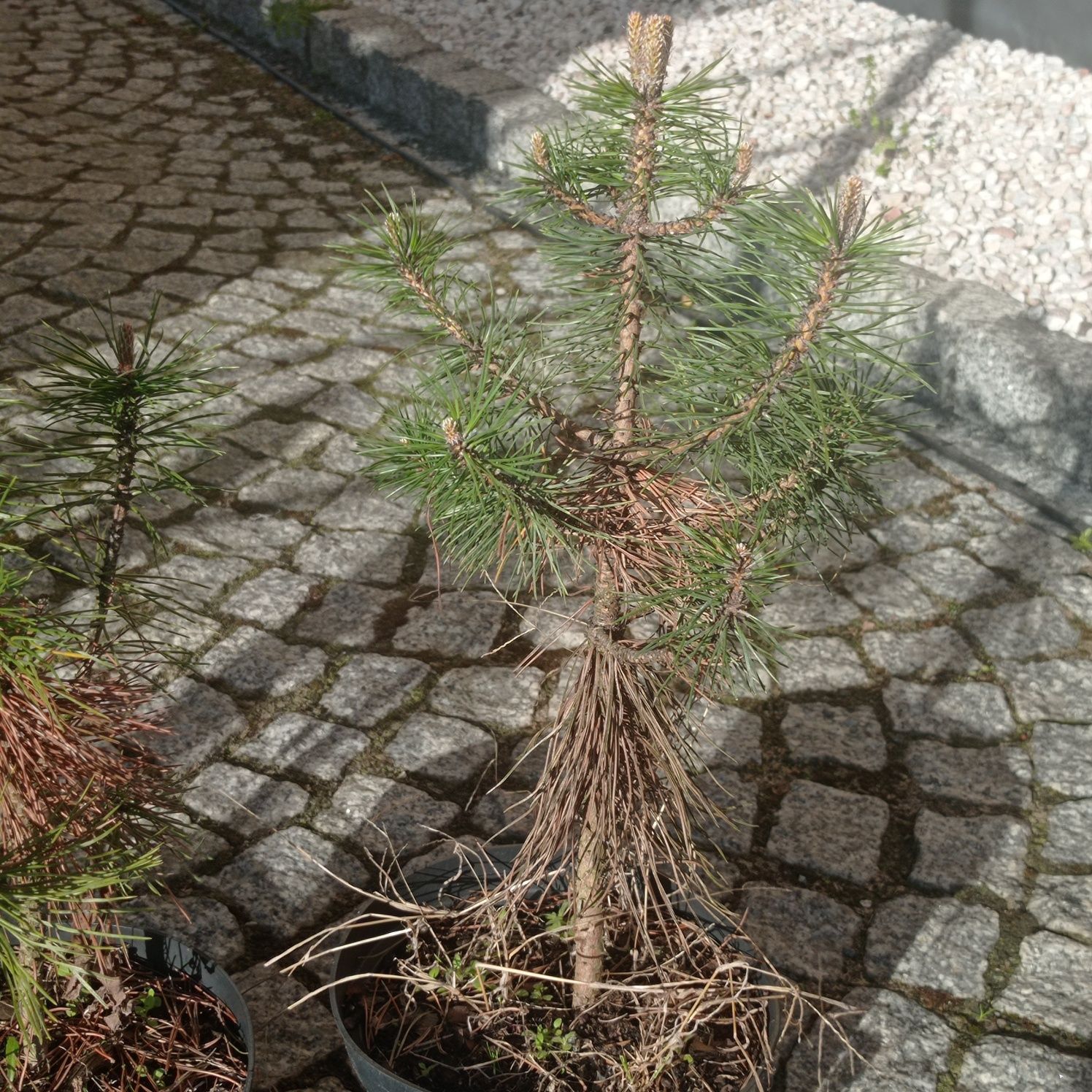 Sosna czarna , Jodła kaukaska  sadzonki czteroletnie