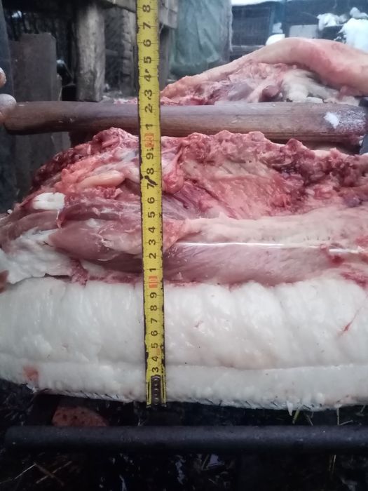 Поросята породи Мангалиця, є забій вагою 60-120 кг тушка, по100 гривен