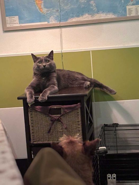 Кіт на в'язку, 1 рік, британець. Звуть Усик