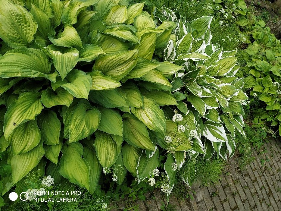 Funkie /okazałe karpy hosta/