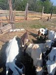 Коза дойна 3 роки продам або обміняю