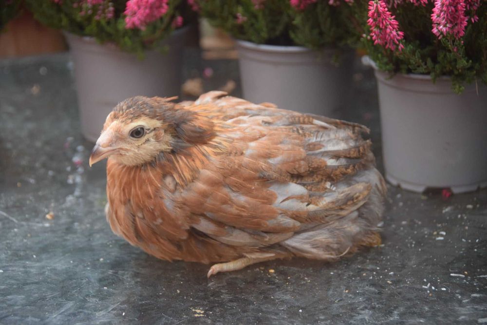 ARAUCANY - młode pary.