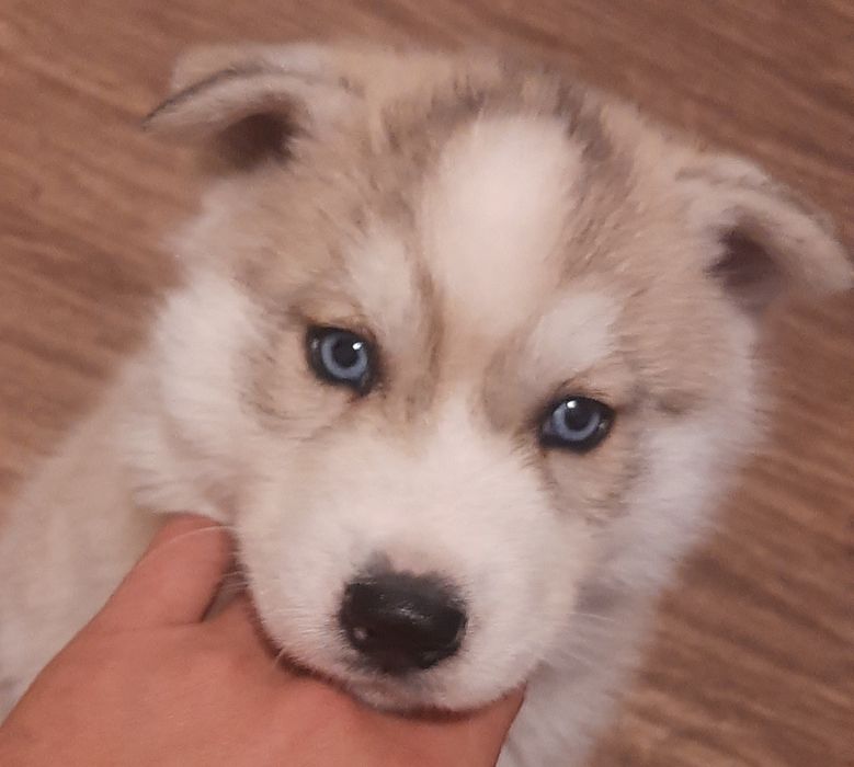 Девочка хаски ищит хозяина