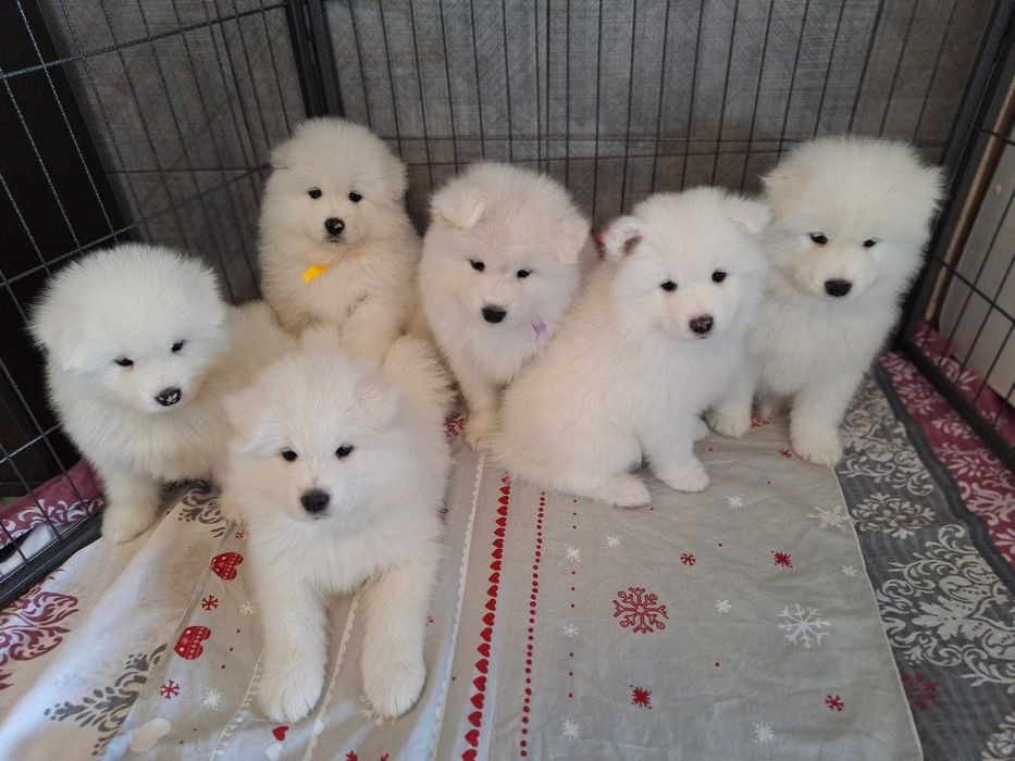 Szczeniak samoyed suczka