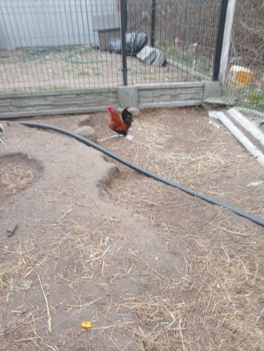 Sprzedam koguta liliputa