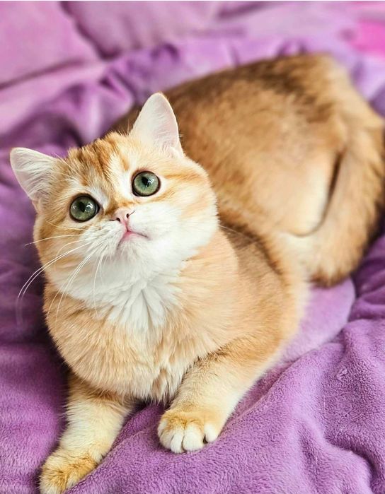 Золотая британская шиншилла кошечка кошка котята дівчинка