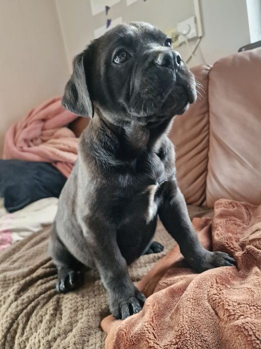 Cane Corso Italiano czarna suczka, rodowód