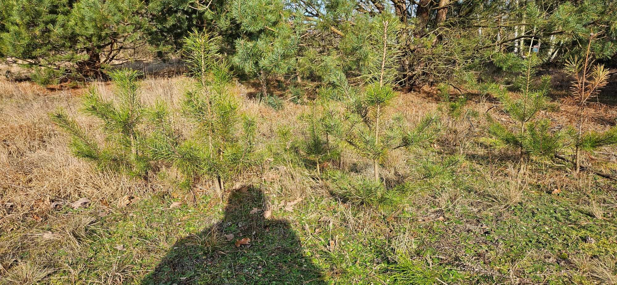 Sadzonki sosen sosny dębu  sosny różne do 60 cm wysokości